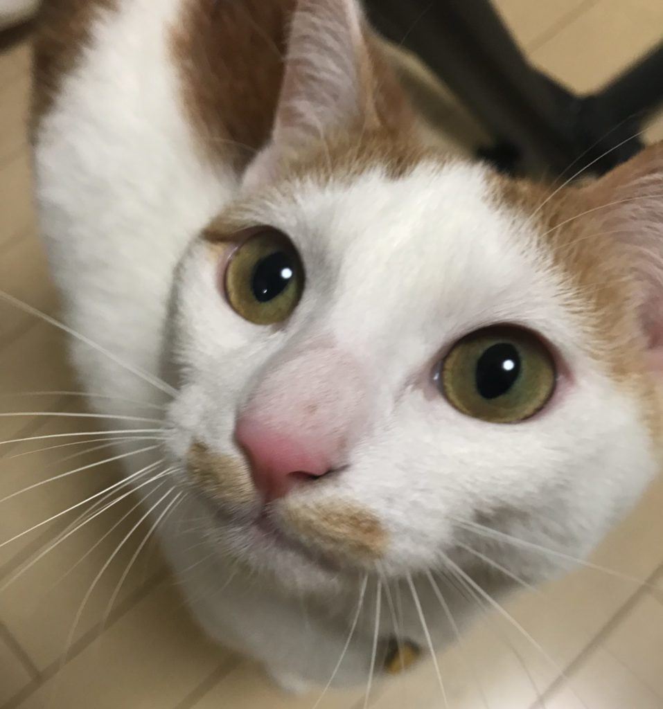 この後お薬の時間です