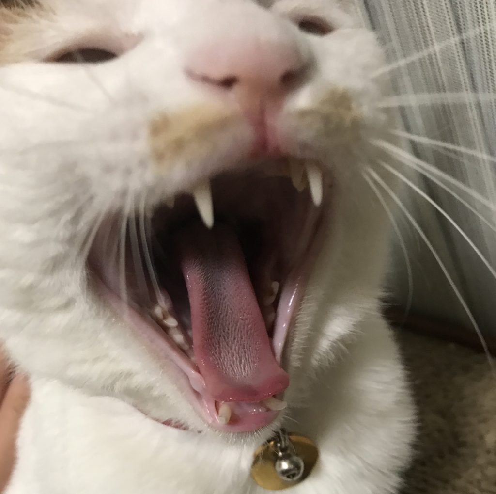 猫の歯