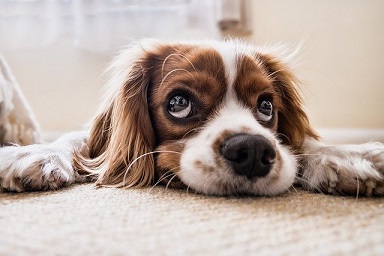 愛犬が散歩を嫌がる理由は？対処法は犬の気持ちに寄り添うのがポイント！