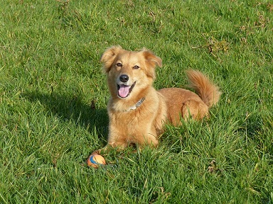 犬の散歩に適した時間帯はいつ？季節によって注意すべき点は？