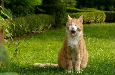 猫のあくびには意味がある！？理由や押さえておきたいシグナルを紹介！