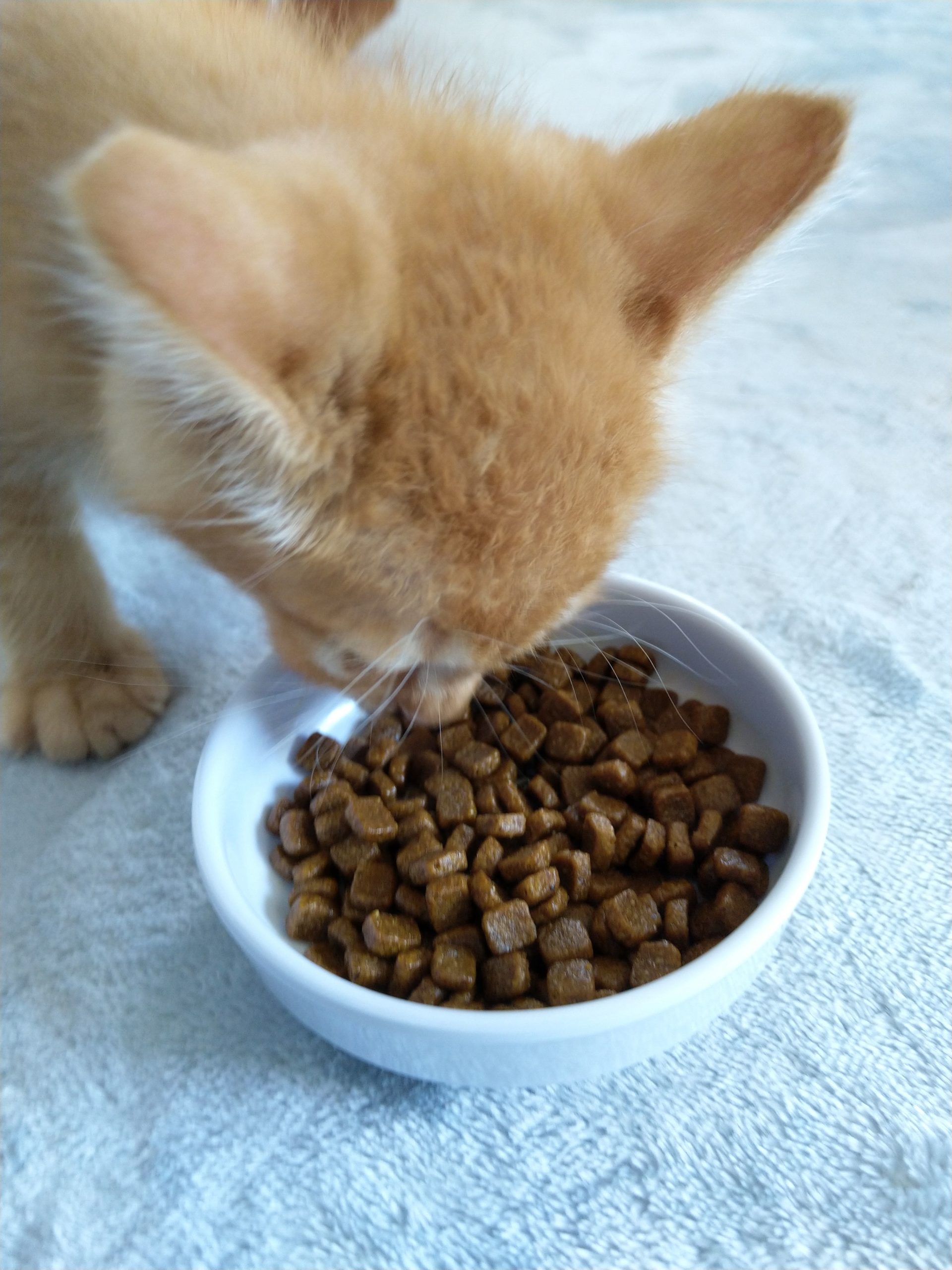 食事中の子猫