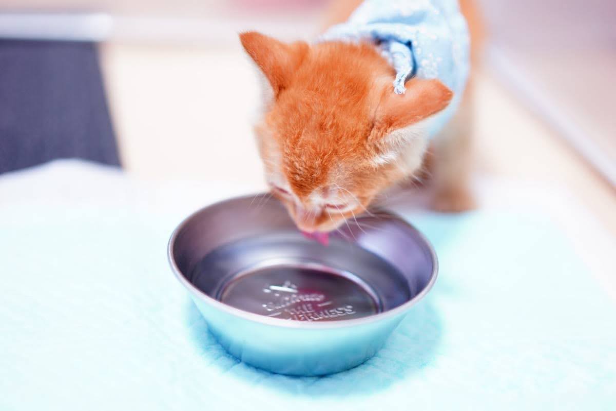 水を飲む猫
