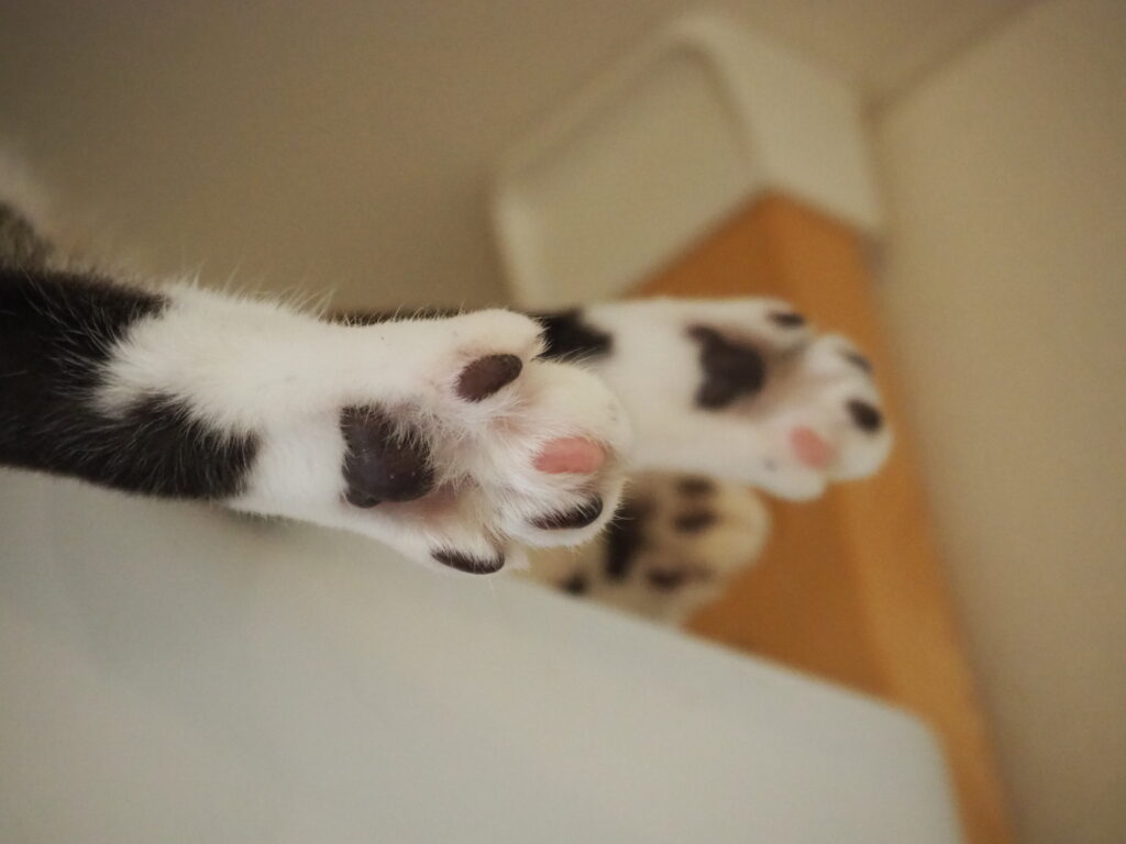 猫の肉球